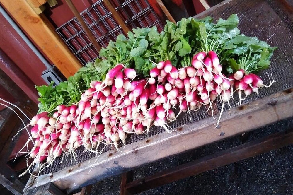 Freshly harvested bunches of vibrant red and white radishes with green leaves arranged on a wooden table, showcasing organic produce.