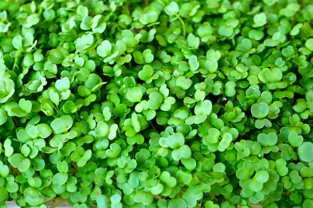 Close-up view of vibrant green microgreens, showcasing their small, rounded leaves and healthy growth, ideal for salads and garnishes.