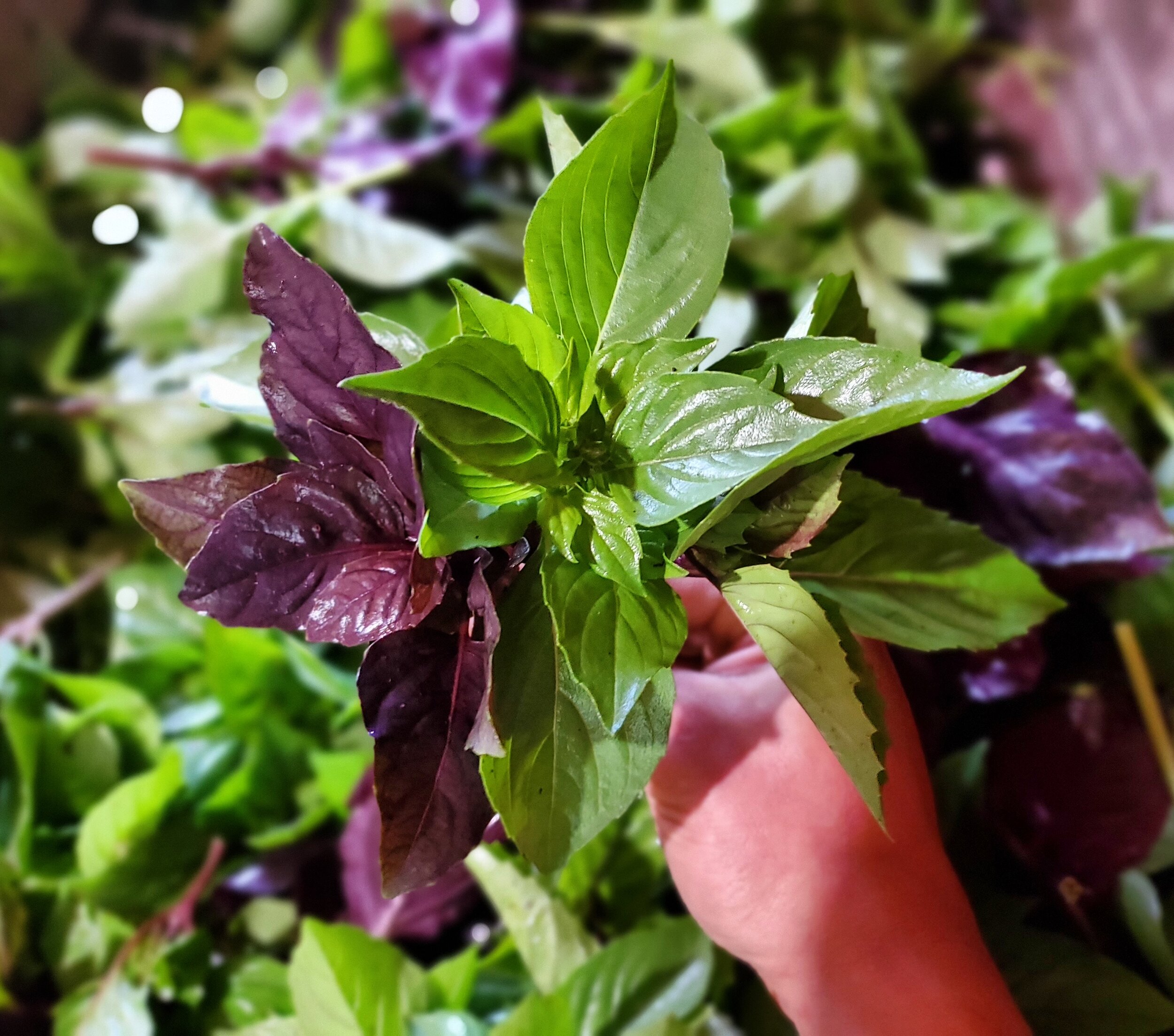 Orchard+Hill+Organics+LLC+-+Basil Fresh basil leaves in varying shades of green and purple held by a hand, surrounded by more basil foliage, showcasing the vibrant colors and textures of this popular culinary herb.