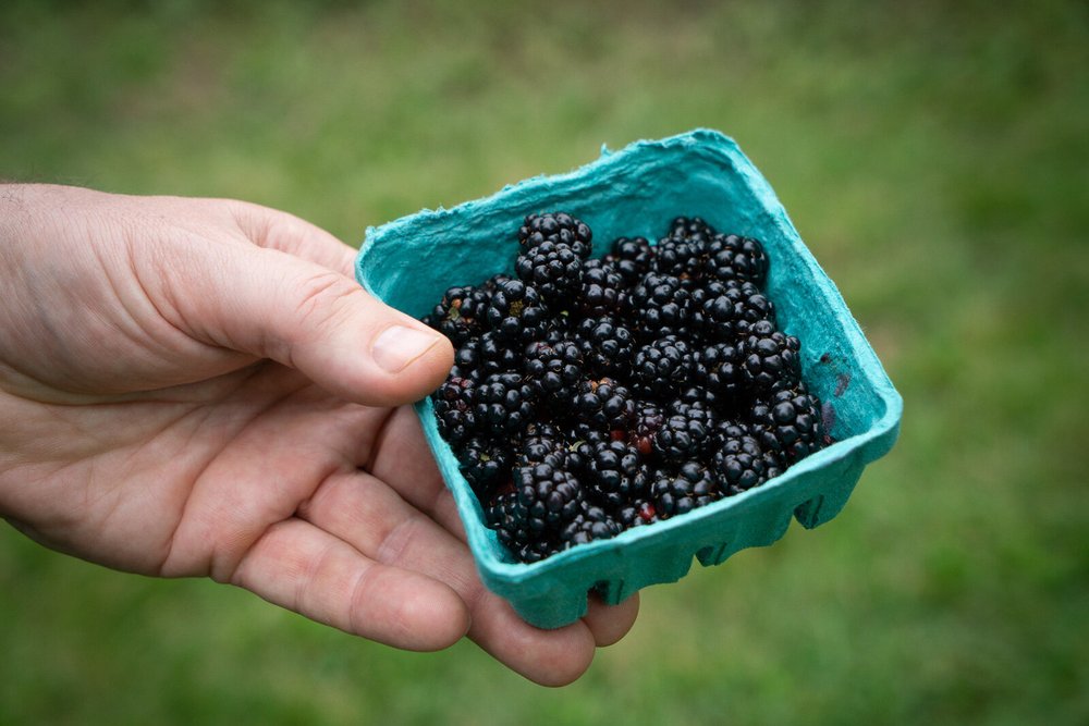 Hand holding a blue cardboard container filled with fresh blackberries, set against a blurred green background.