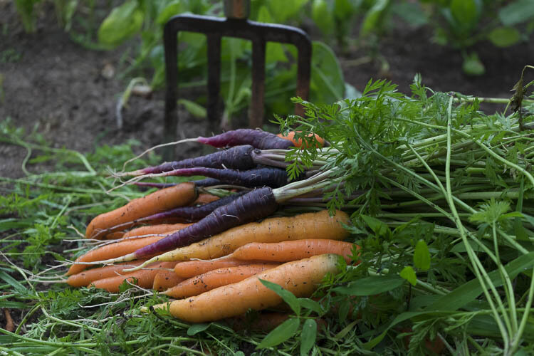 Freshly harvested carrots in various colors, including orange and purple, lying on the soil with green foliage and a garden fork in the background. Ideal for showcasing organic gardening and healthy eating.