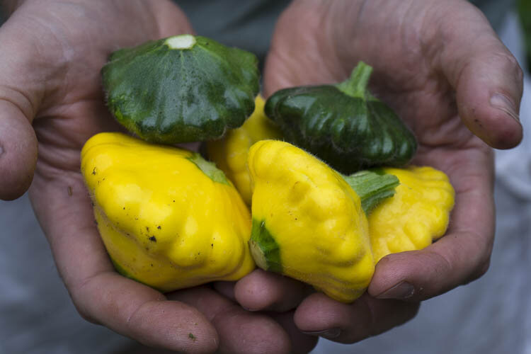Hands holding an assortment of fresh pattypan squash, featuring vibrant yellow and green varieties, showcasing their unique shapes and textures.