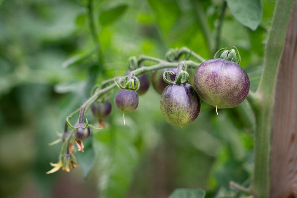 Cluster of unripe purple tomatoes growing on a vine in a garden, surrounded by lush green foliage.