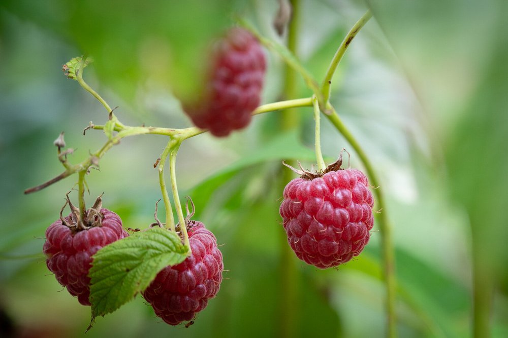 Fresh ripe raspberries hanging from a green plant, showcasing their vibrant red color and textured surface against a blurred natural background. Ideal for illustrating healthy eating and gardening.