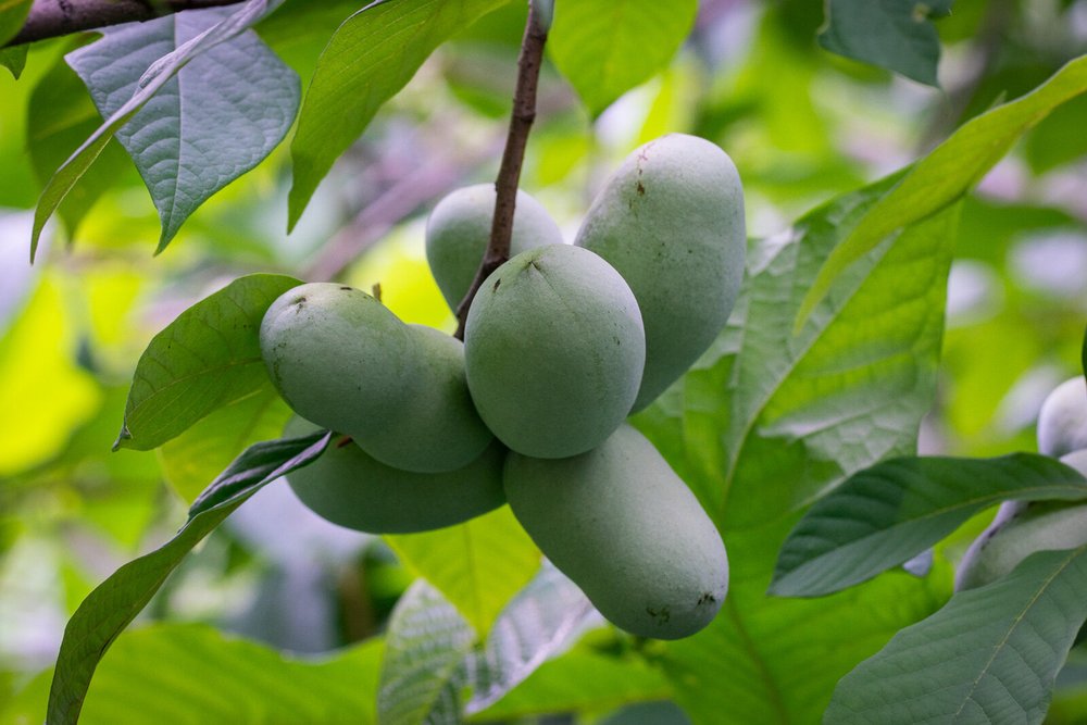 Green pawpaw fruits growing on a tree branch surrounded by lush green leaves, showcasing the tropical fruit's unique shape and texture.
