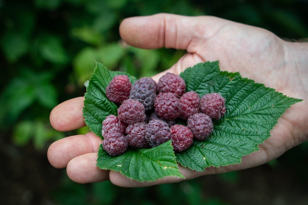 Freshly picked raspberries resting on a green leaf held in a person's hand, showcasing the vibrant colors and textures of the berries against a blurred natural background.